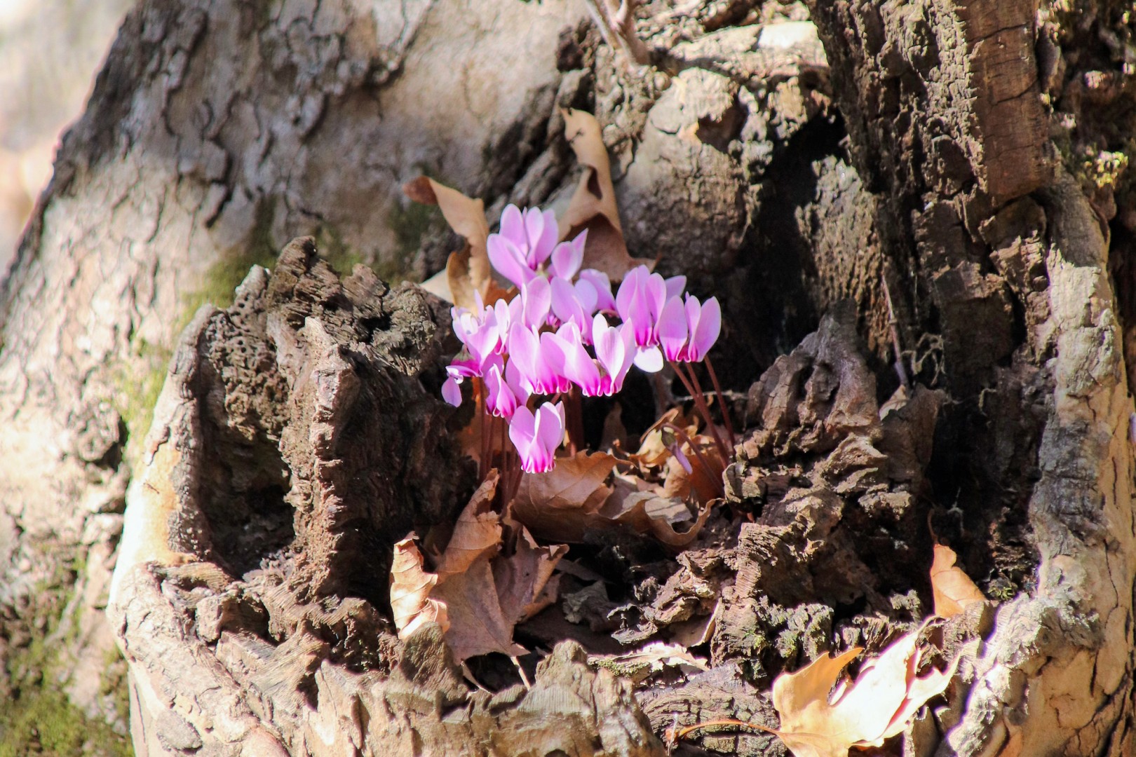 Grekisk cyklamen blommade fint