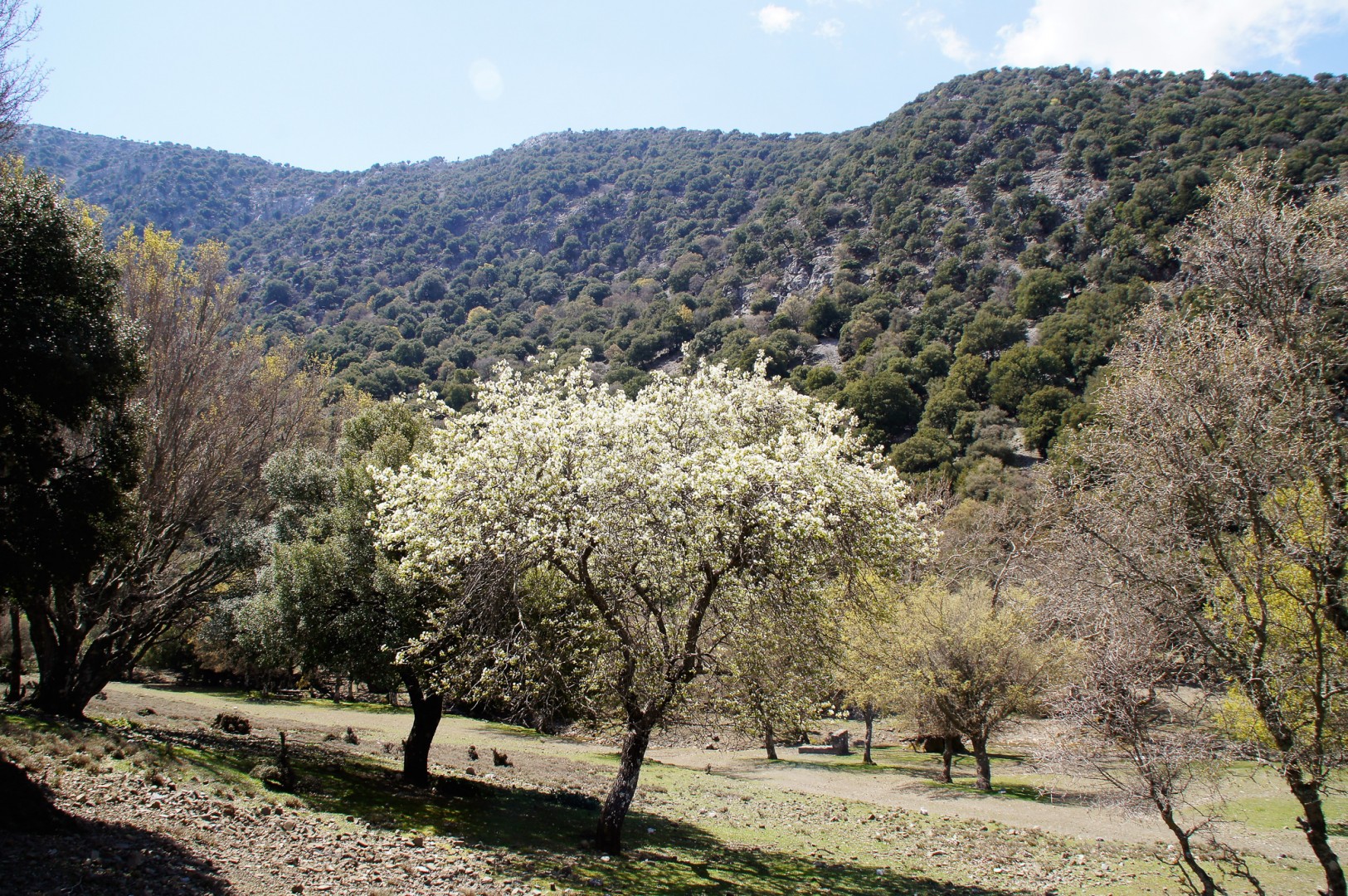 Fruktträden blommar senare på den höga höjden