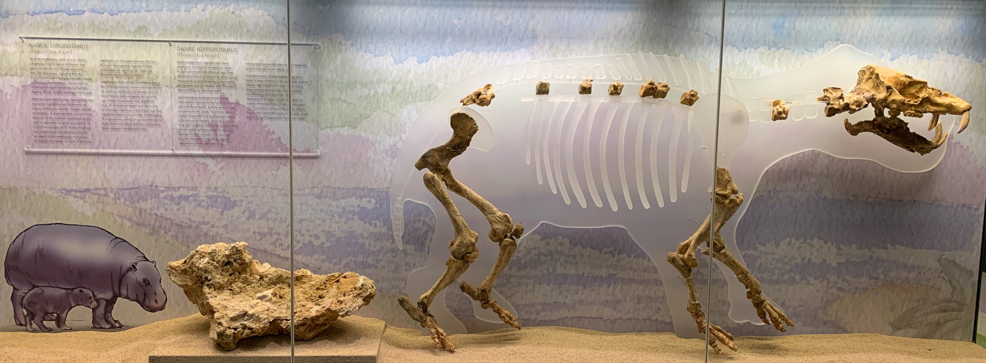 Dvärgflodhästen på Kavo Gkreko Visitor Centre