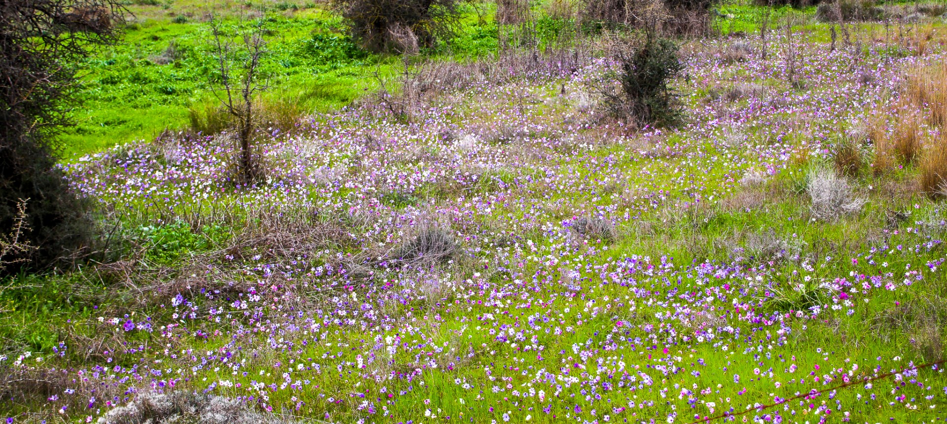 Här varnas det för minor och anemonerna får växa ostörda