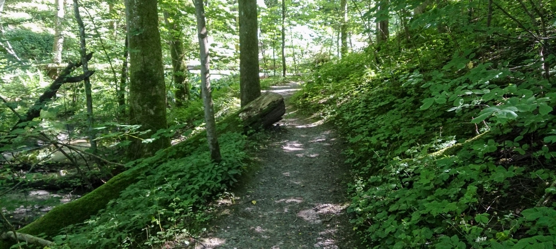 Fina stigar i stadsnära Ängårdsbergen