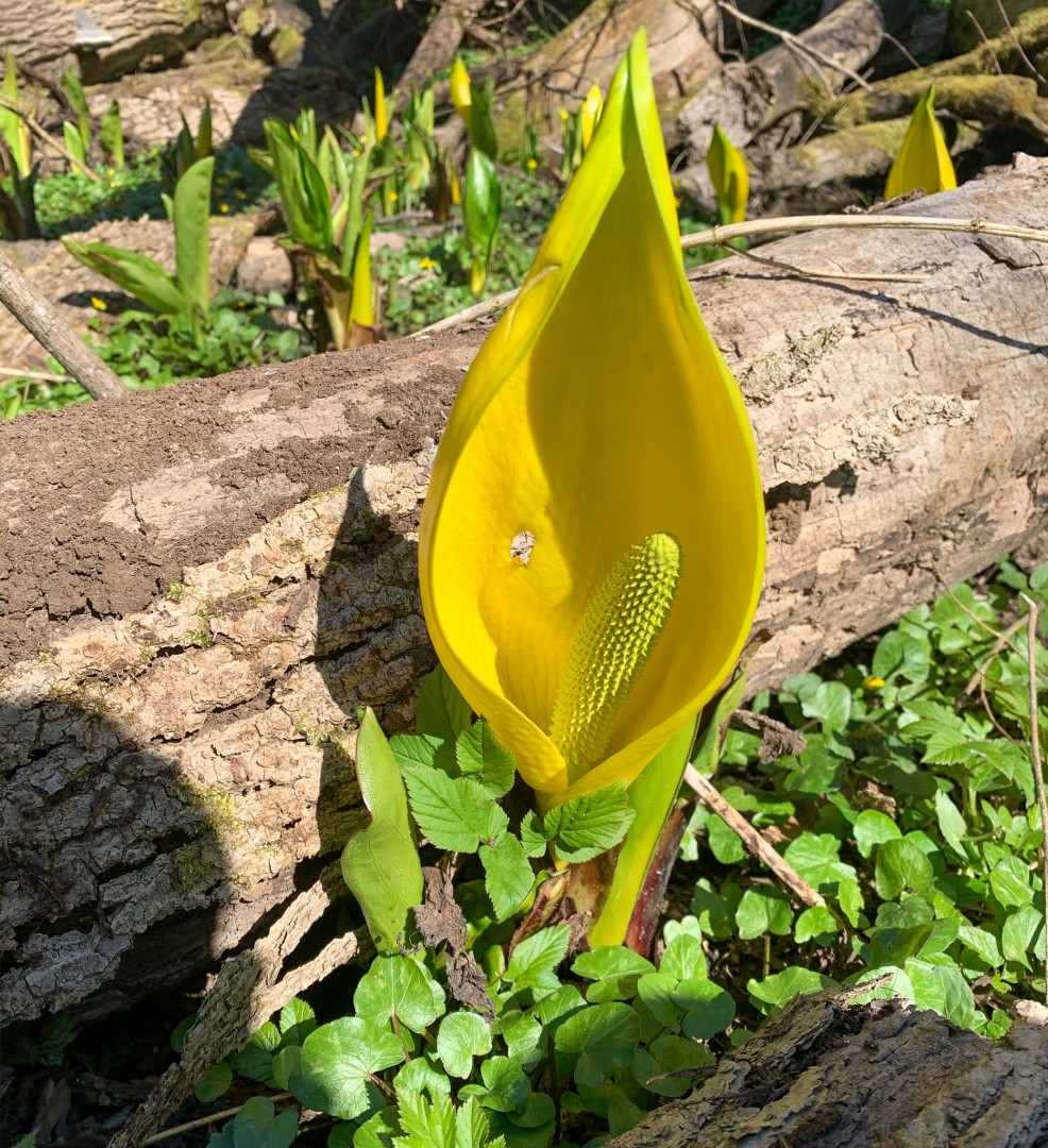 Gul skunkkalla i Vitsippedalen, invasiv och luktar lite som namnet antyder