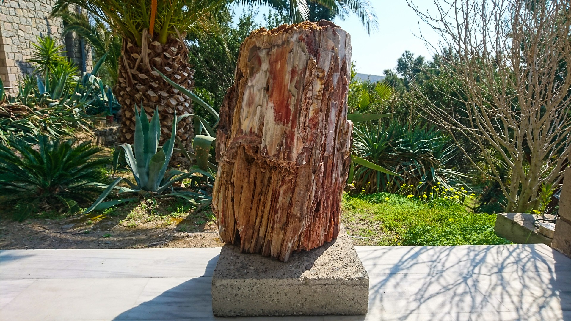 Fossil av träd på Natural History Museum of the Lesvos Petrified Forest i Sigri