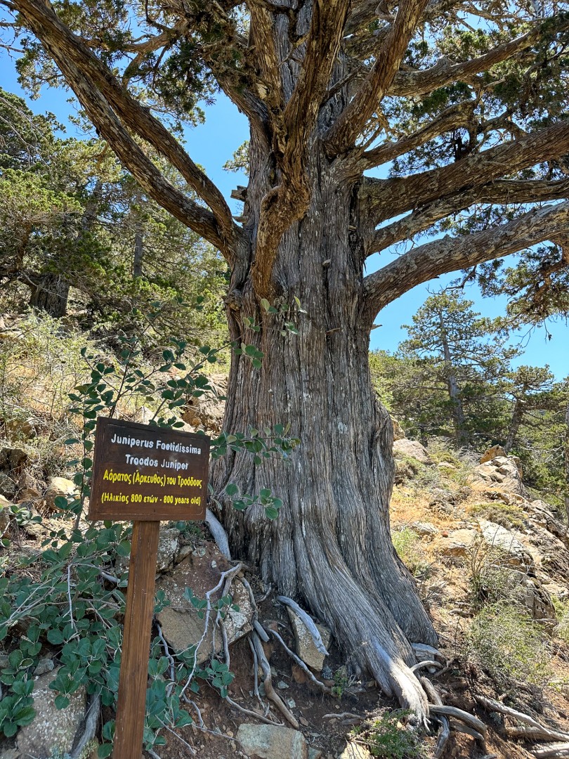 Enbärsträd, 800 år