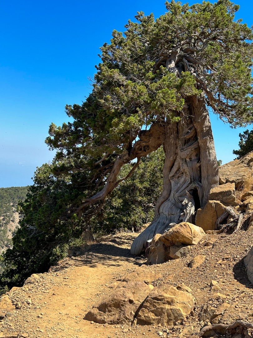 Enbärsträd, 350 år