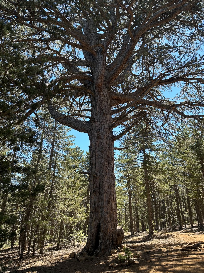 Svarttall, drygt 500 år