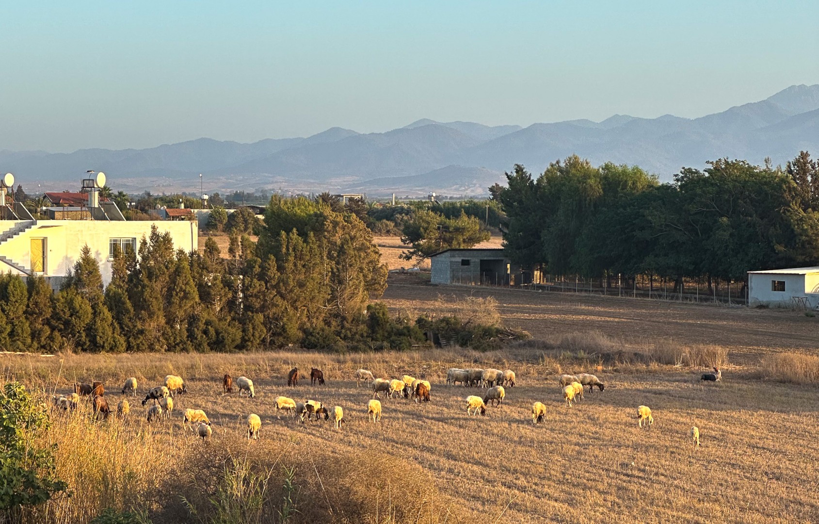 En herde vallar sina får utanför balkongen. En tillåten bild.