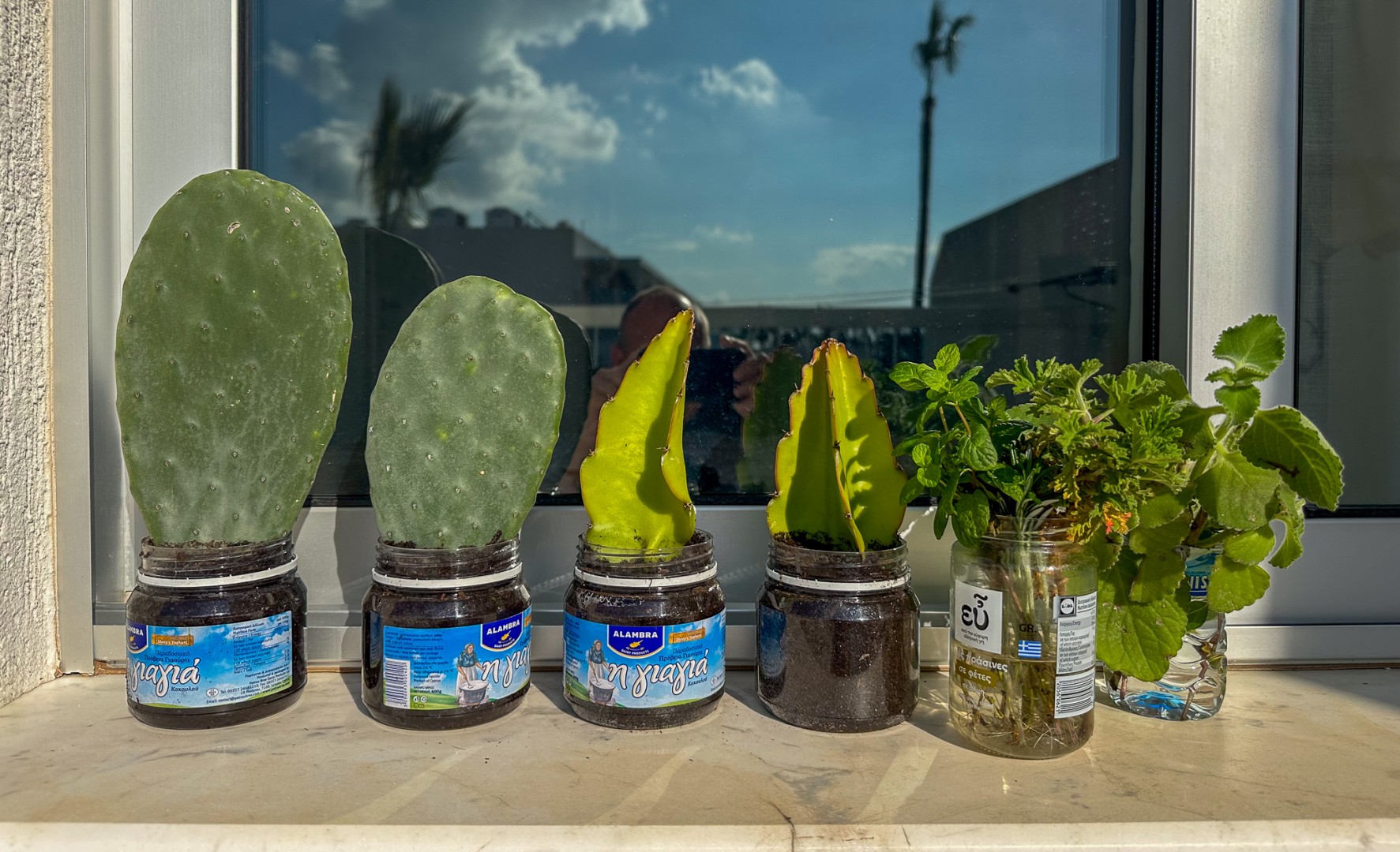 Fikonkaktus och drakfruktskaktus, även kallad skogskaktus