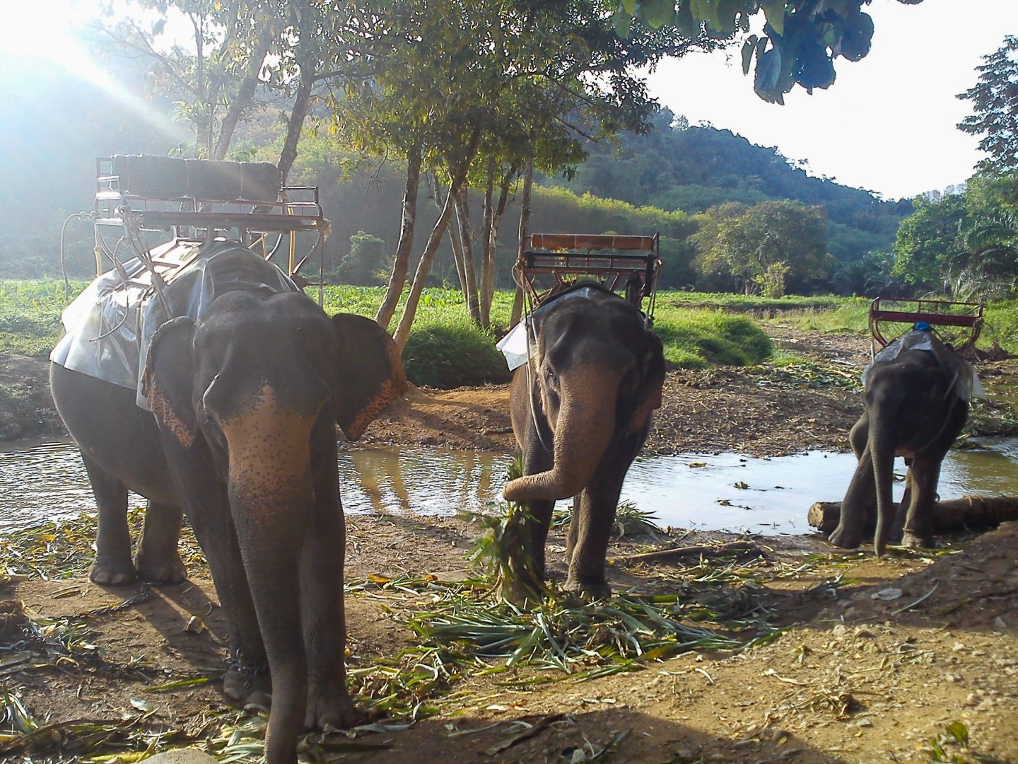 Rida på elefant går också bort